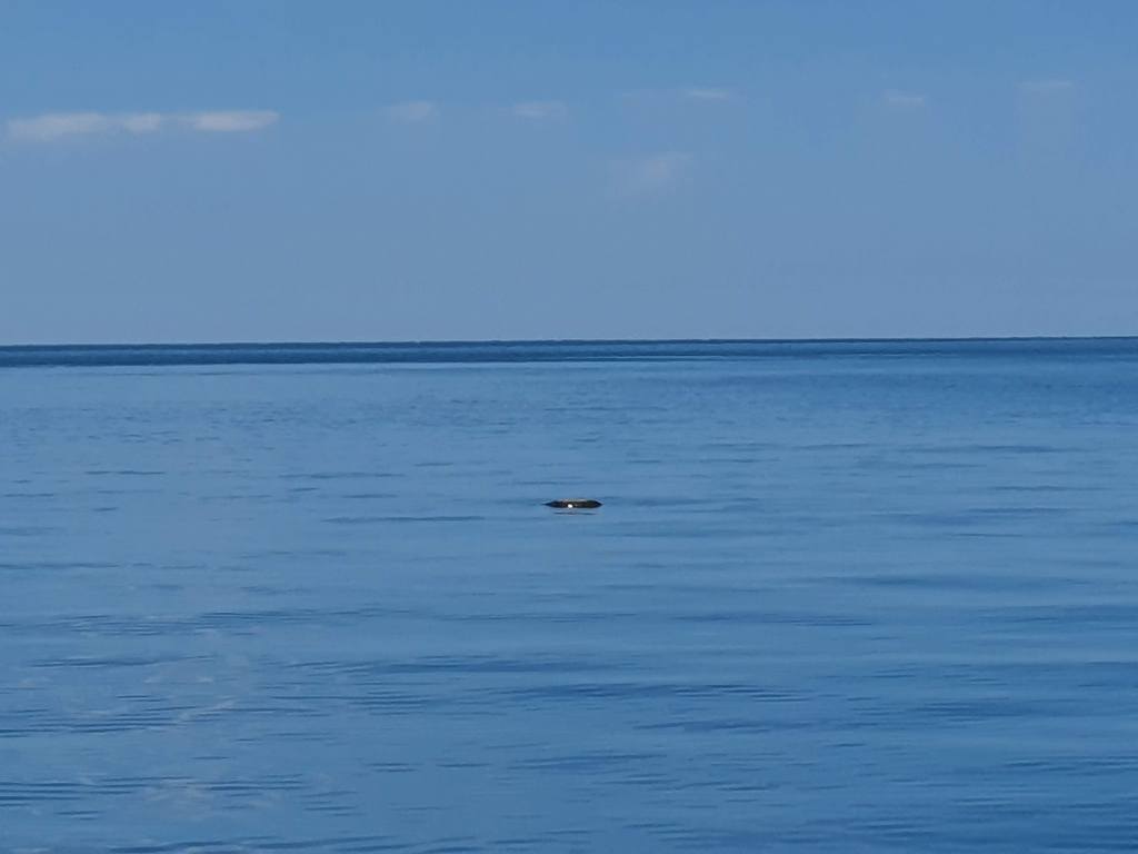 A rock? No! A sea turtle.
